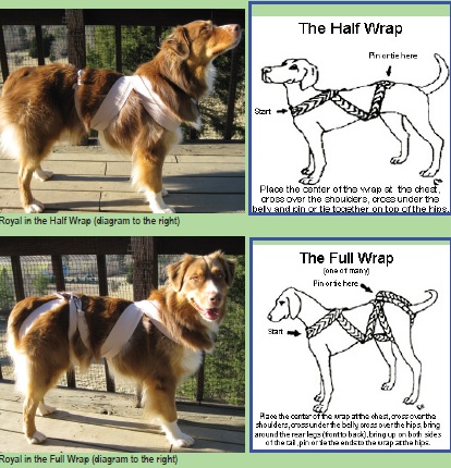 dogs and fireworks how to help dogs with fear of thunder and fireworks idyllic paws dogs and fireworks how to help dogs with fear of thunder and fireworks idyllic paws