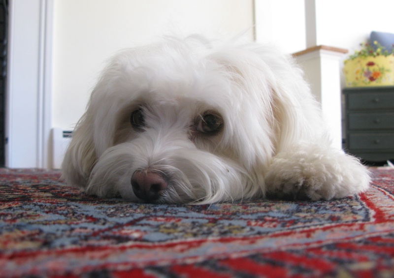 havanese tear stains the message tear stains idyllic paws havanese tear stains the message tear stains idyllic paws