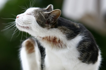 Shave Your Cat To Get Rid Of Fleas Shave Your Cat To Get Rid Of Fleas