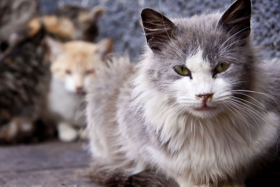 High Protein Cat Foods For Skinny High Protein Cat Foods For Skinny